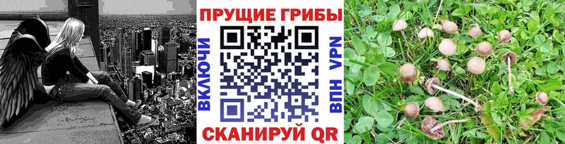 Галлюциногенные грибы мицелий  Купить закладки  Бежецк 